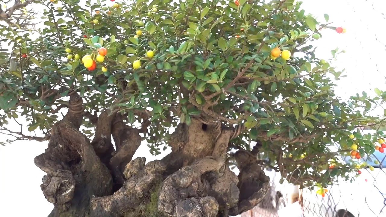 Quay chọn lọc bonsai đẹp, độc đáo tại triển lãm cây cảnh - beautiful bonsai trees, pine tree