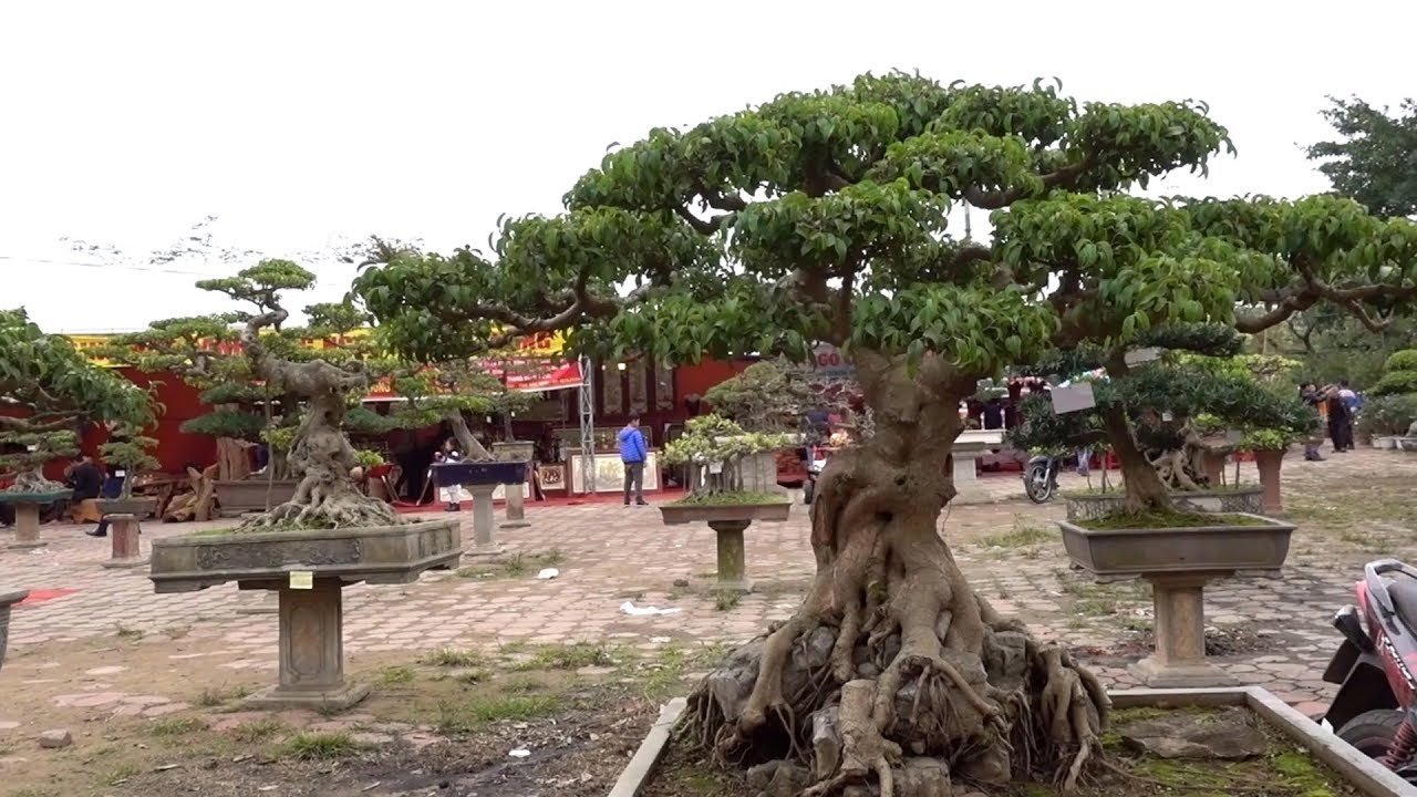 Quay một số tác phẩm đẹp tại triển lãm cây cảnh Hoàng Mai để các bác xem - bonsai exhibition