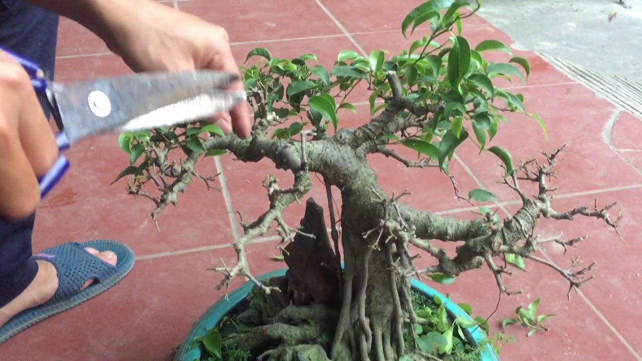 RÚT DĂM, LẬP NGỌN MỚI CHO CÂY SANH BONSAI MINI DÁNG LÀNG