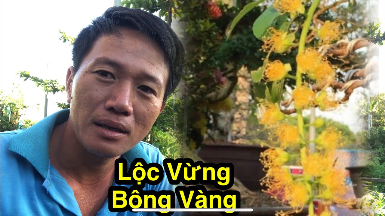 Ra Vườn Ngắm Hoa Lộc Vừng Bông Vàng.