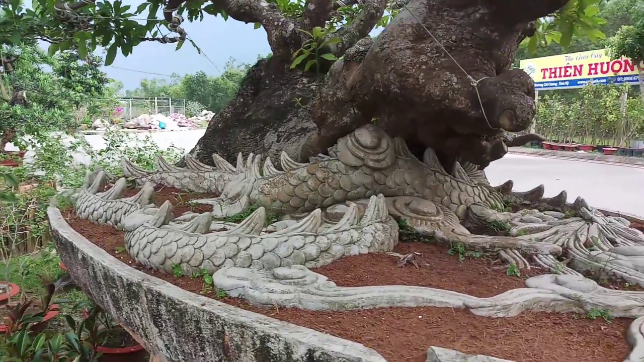 Rồng đất. Cây Chủ vườn bonsai