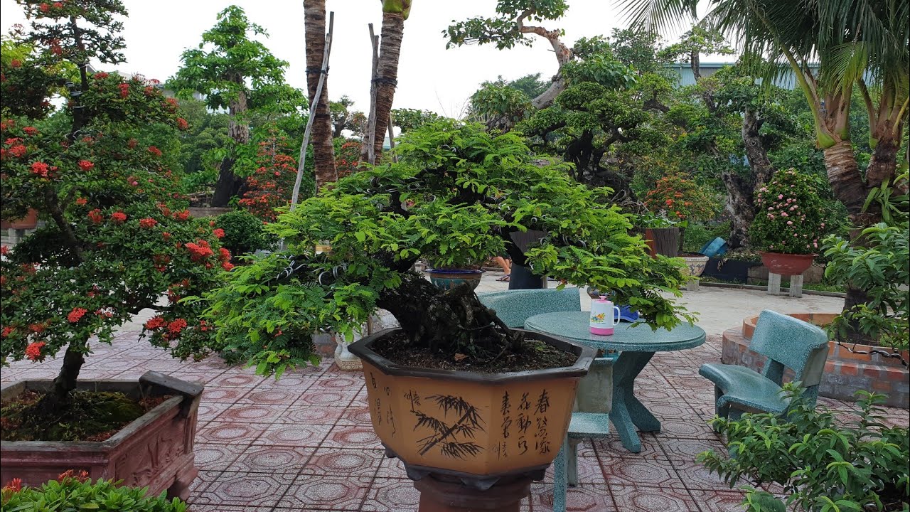 SH.2545.Cây Me và những Bonsai tầm nhỏ đặc biệt tại Bonsai Phương Nam. Bình Hòa. Thuận An.Bình Dương