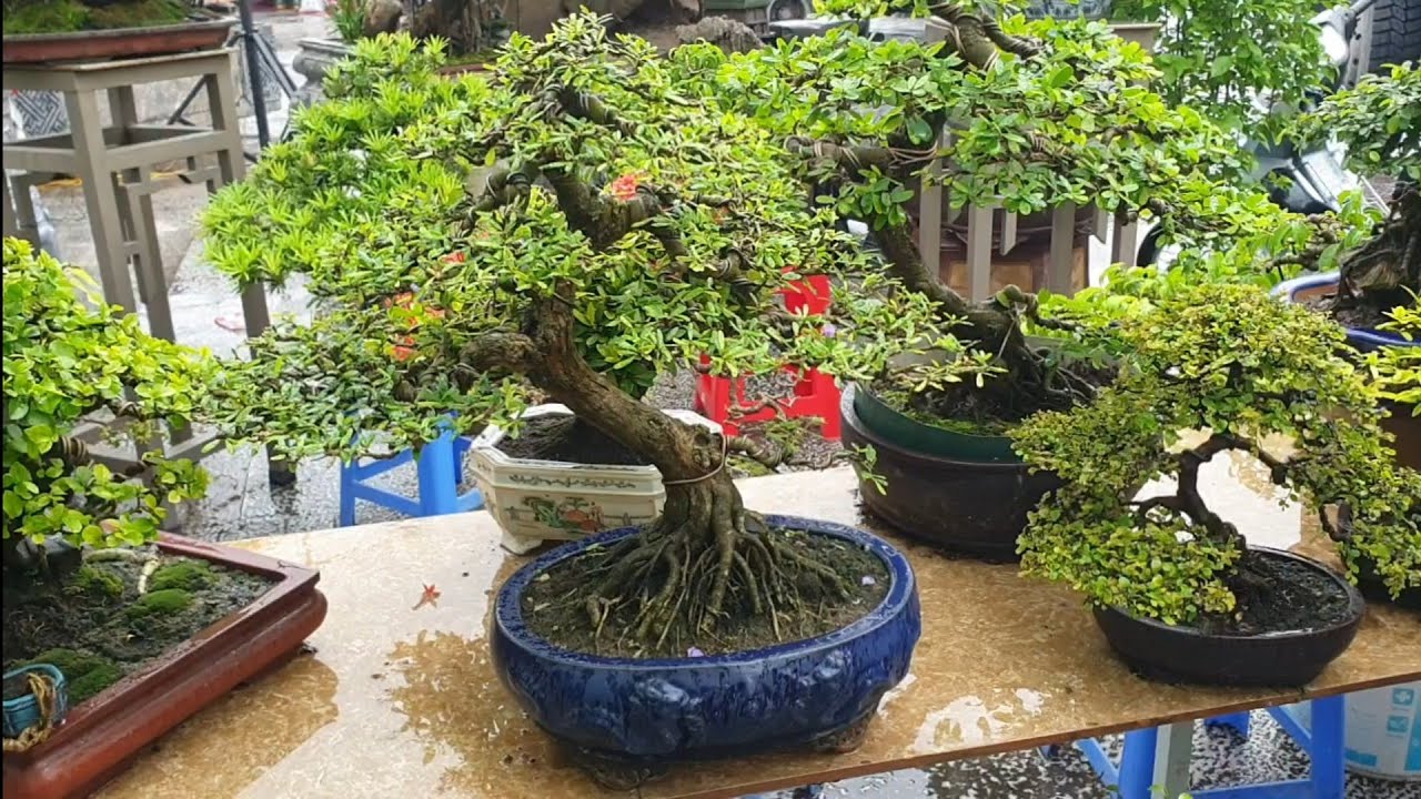 SH.3190.Báo giá 3,5tr cây Linh Sam đẹp tại Festival SVC Thanh Hóa