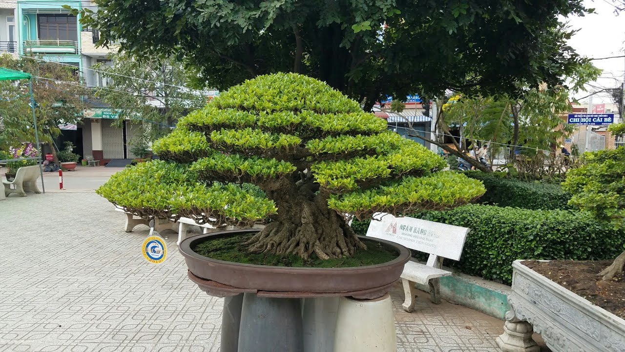 SH.3281.Ngắm cây Si giải đặc biệt và dàn Bonsai dự thi mà hoa hết mắt tại Cai Lậy.Tiền Giang
