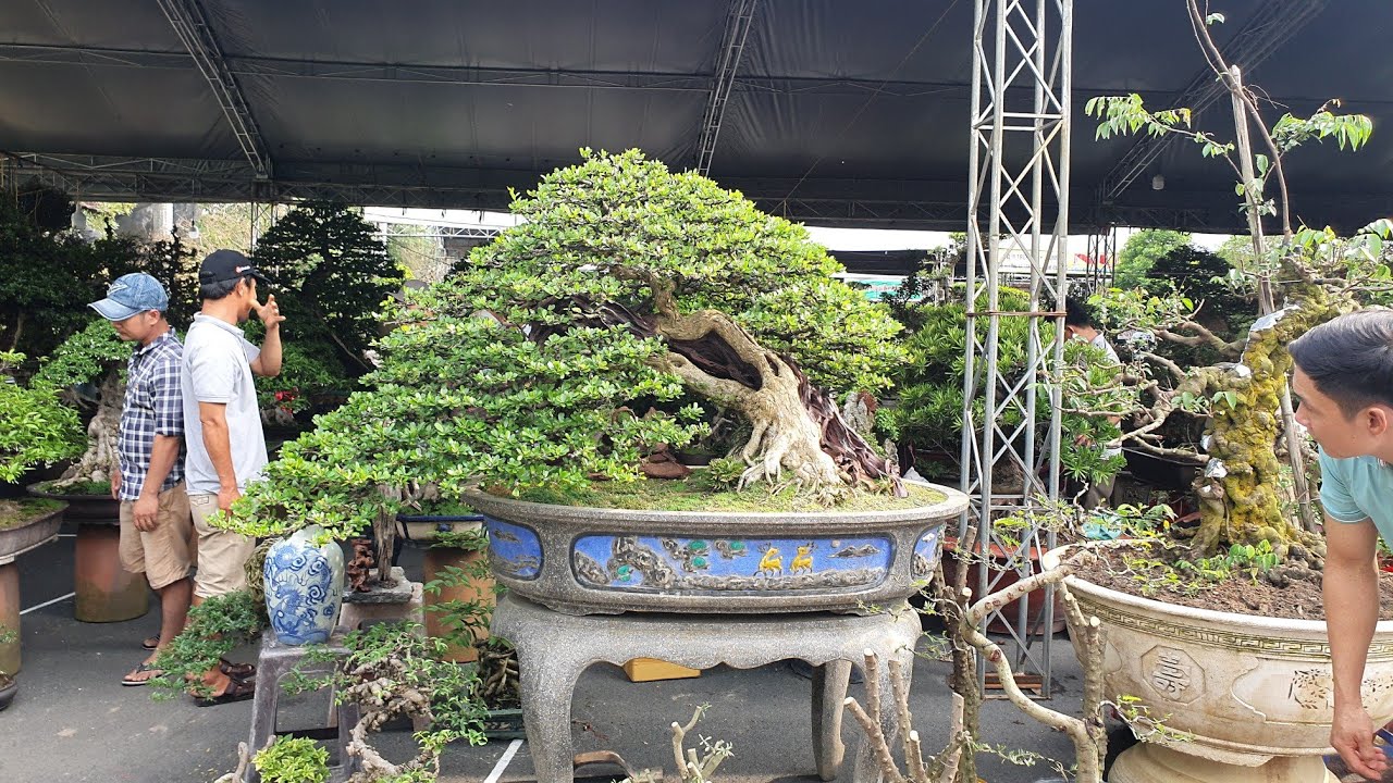 SH.3301.Cây Linh Sam đặc biệt với giá là 1 tỷ đồng tại Festival Bonsai Suối Tiên.