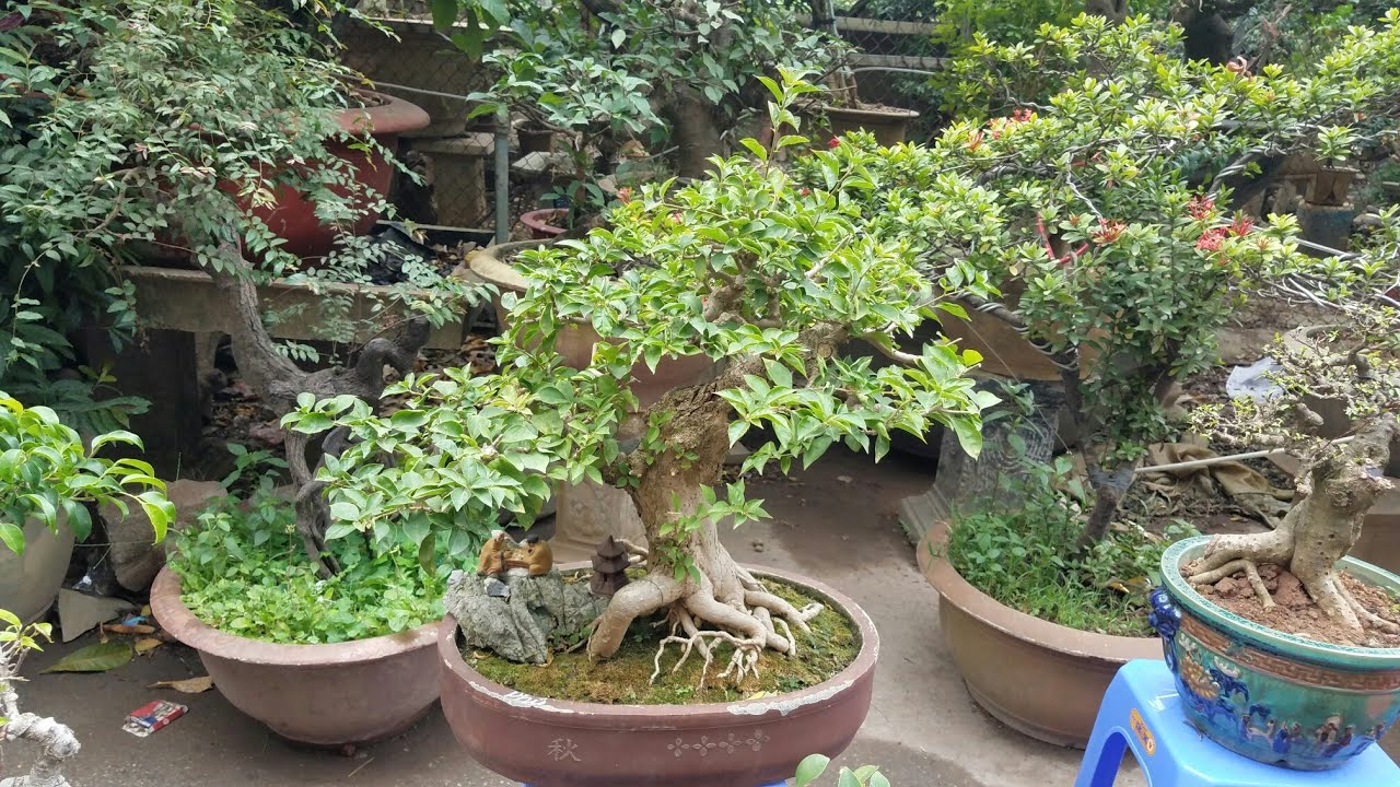 SH.3366.Báo giá 5,5 tr cây Hoa Giấy của Hưng Bonsai An Khánh.