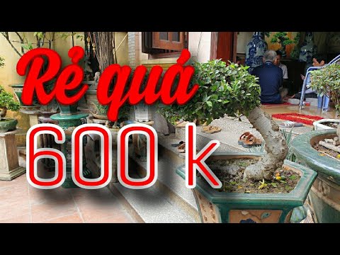 SH.3709. Báo giá rẻ bất ngờ 600K Cây Duối vườn ông Trần Tĩnh.Từ Sơn.Bắc Ninh