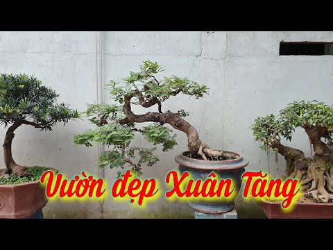 SH.3970. Thăm vườn cảnh đẹp Phạm xuân Tăng tp Dĩ An Bình Dương.