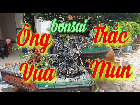 SH.3972. Bất ngờ gặp ông Vua chuyên cây Trắc cây Mun bonsai Thanh Huy tại Tân Châu An Giang.