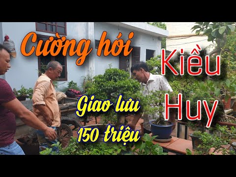 SH.4145. Cuộc giao lưu Cây cảnh 150 triệu giữa Kiều Huy Bonsai và Cường Hói tại Sơn Tây Hà Nội