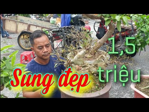 SH.4151. Cây Sung đẹp quá giá 1,5 triệu đồng tại chợ Sơn Tây hôm nay.