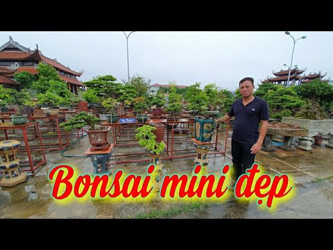 SH.4262. Chiêm ngưỡng dàn bonsai mini đẹp của Nguyễn Ngọc Tuấn tại Ngọc Cảnh viên, Long Biên Hà Nội.