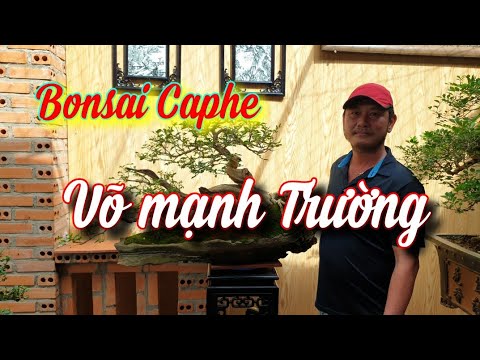 SH.4420. Bonsai caphe đặc biệt Võ mạnh Trường thị xã Buôn Hồ tỉnh Đắk Lắk.