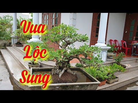 SH.4477. Lại gặp ông Vua Lộc Sung sau một năm ở Hải Minh Hải hậu Nam Định