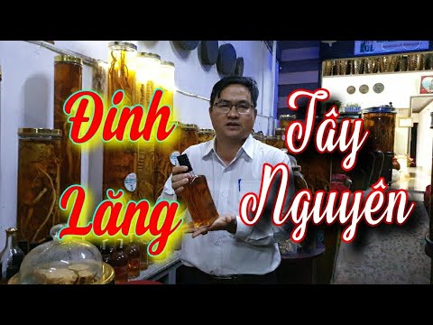 SH.4668. Đinh Lăng Tây Nguyên, Rượu ngon và bổ và an toàn cho chúng ta trong dịp đón Xuân.