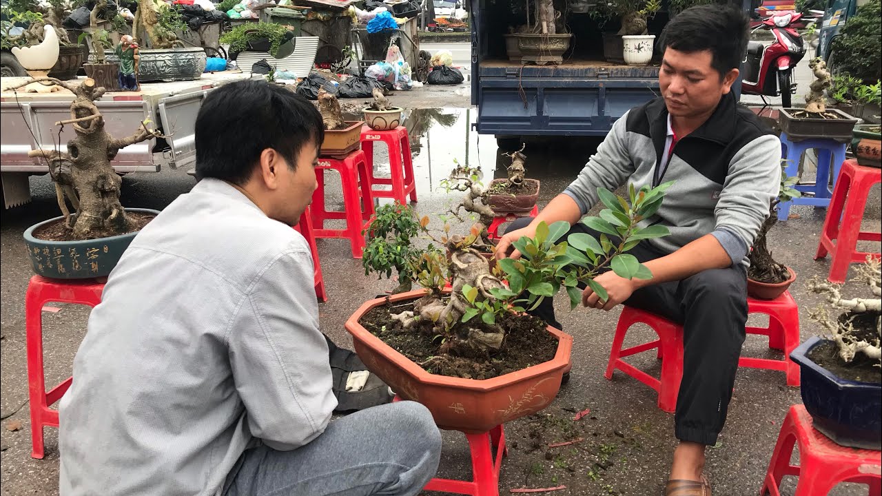 SI BÚP ĐỎ BONSAI ĐANG ĐƯỢC GÃI BỆ, 15 TRIỆU CÁC BÁC NHÉ CHỐT THÔI?