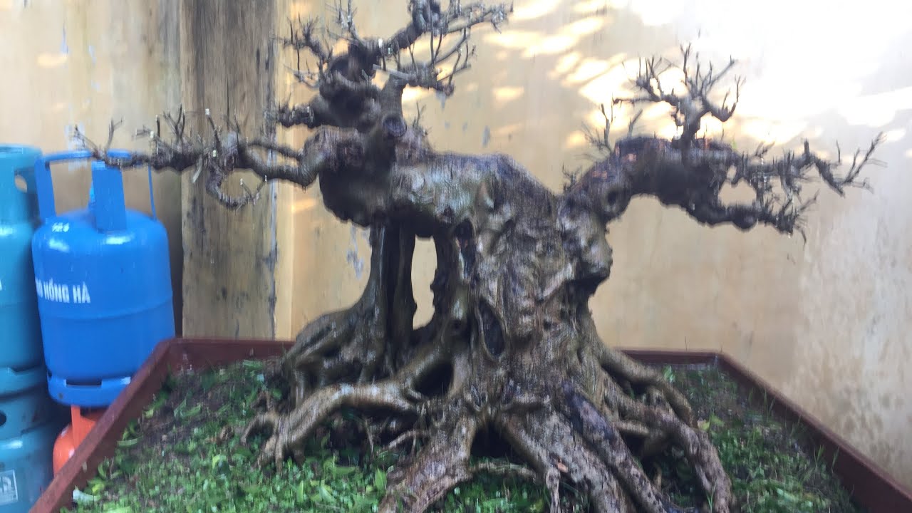 SỬA DÁNG CỐT SANH BONSAI HIẾM CÓ 60 TRIỆU MỚI LẤY CỦA TUẤN ĐẶNG - THANH OAI