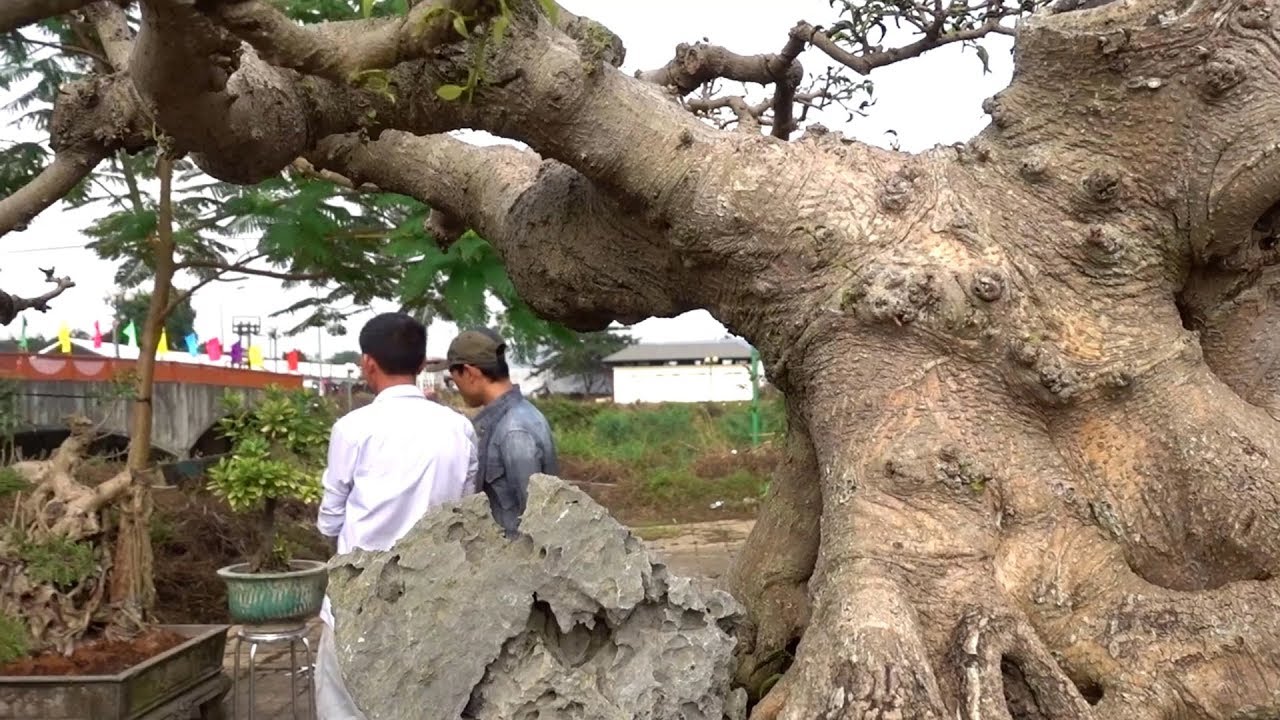 Sanh Nam Điền 200 triệu, si đỏ giá hợp lý, giao dịch thành công - bonsai market in Dong Mo, Son Tay