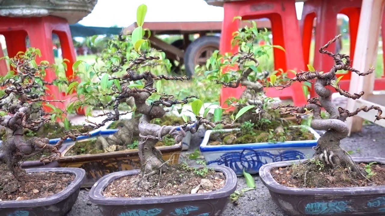 Sanh Nam Điền hạt và si đồng giá 800 nghìn, báo giá đôi phôi sanh Nam Điền - Price of bonsai trees