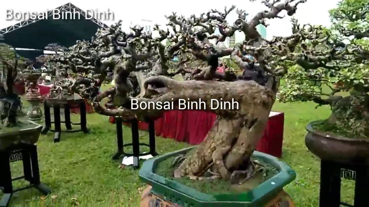 See the beautiful bonsai in Vietnam  - Bonsai Binh Dinh