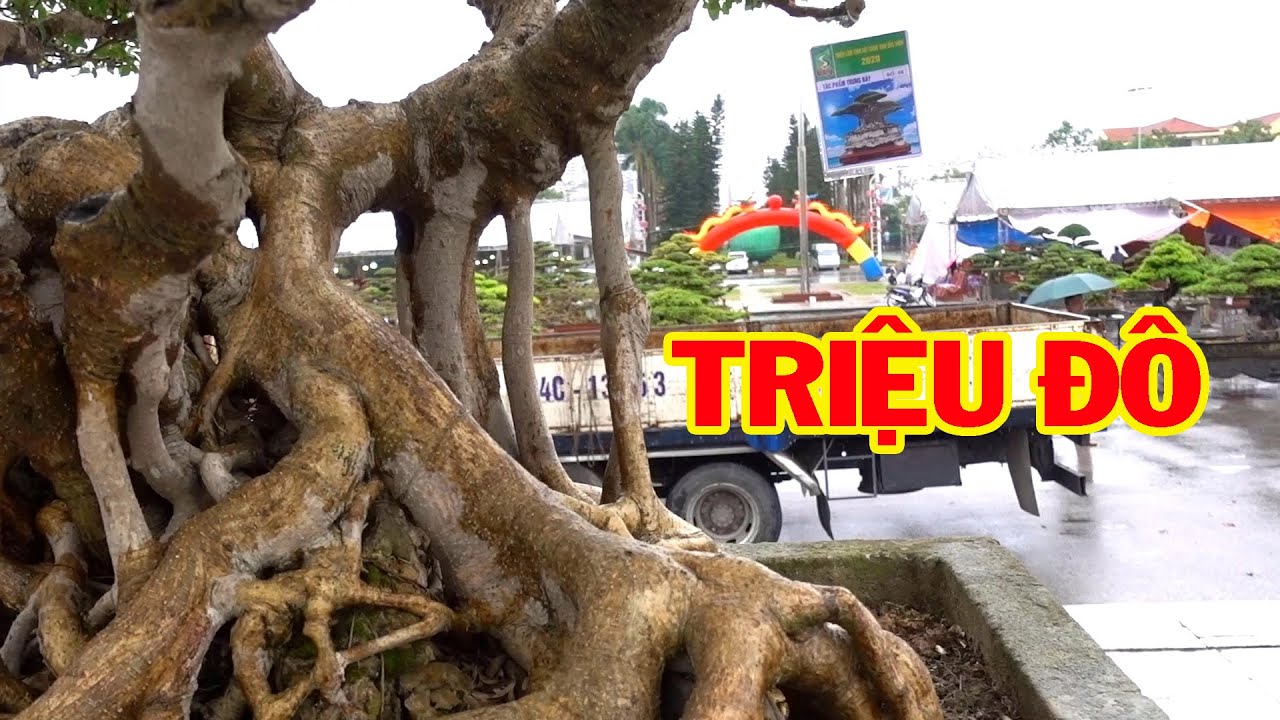 Siêu cây Triệu đô đã có khách trả 12 tỷ - super bonsai tree