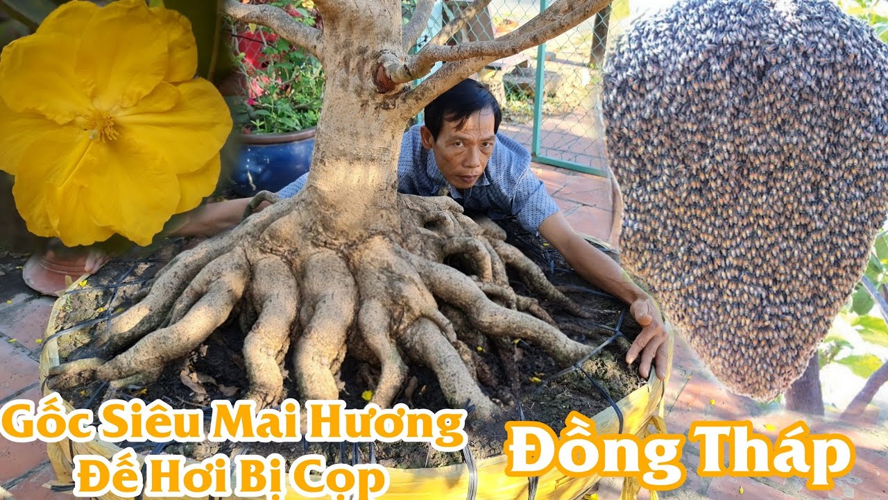 Siêu mai hương đột biến đế HƠI BỊ CỌP ở Đồng Tháp 0909462768