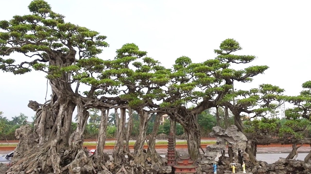 Sự thật về đại gia chi nửa tỷ để đưa tác phẩm CON RỒNG THỜI LÝ đi chơi - dragon shape bonsai tree