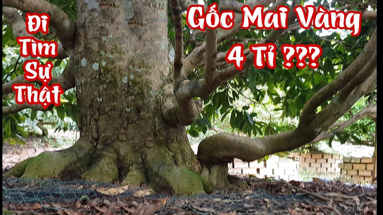 Sự thật về gốc mai vàng giá 4 tỉ trong khu vườn biệt lập của đại gia sầu riêng