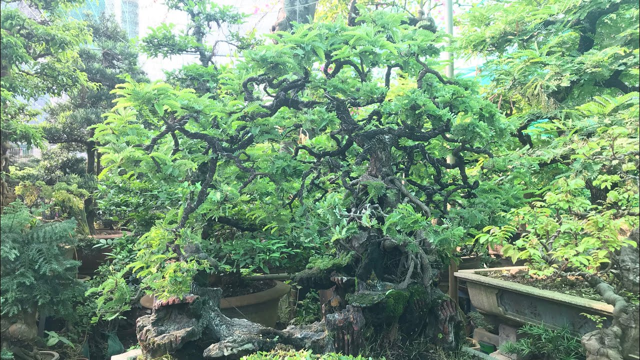 TIỂU CẢNH ME BONSAI RẤT HAY, CẶP MAI CHIẾU THỦY KHỦNG CỦA BÀ VỮNG VẠN PHÚC