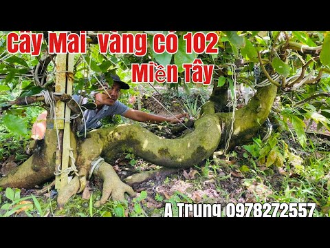 Tác phẩm Mai vàng Độc đáo Miền Tây"Long Mai Giáng Trần" gặp A Trung 0978272557