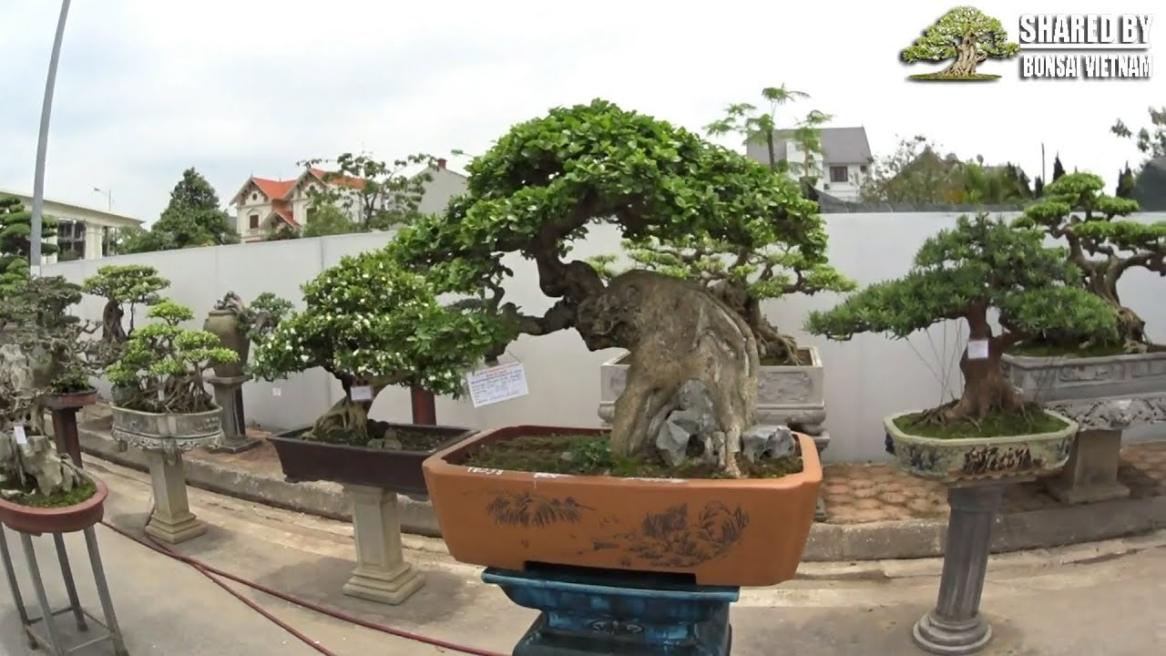 Tác phẩm Voi Rừng và loạt Bonsai tầm trung ở Triển Lãm Hải Dương