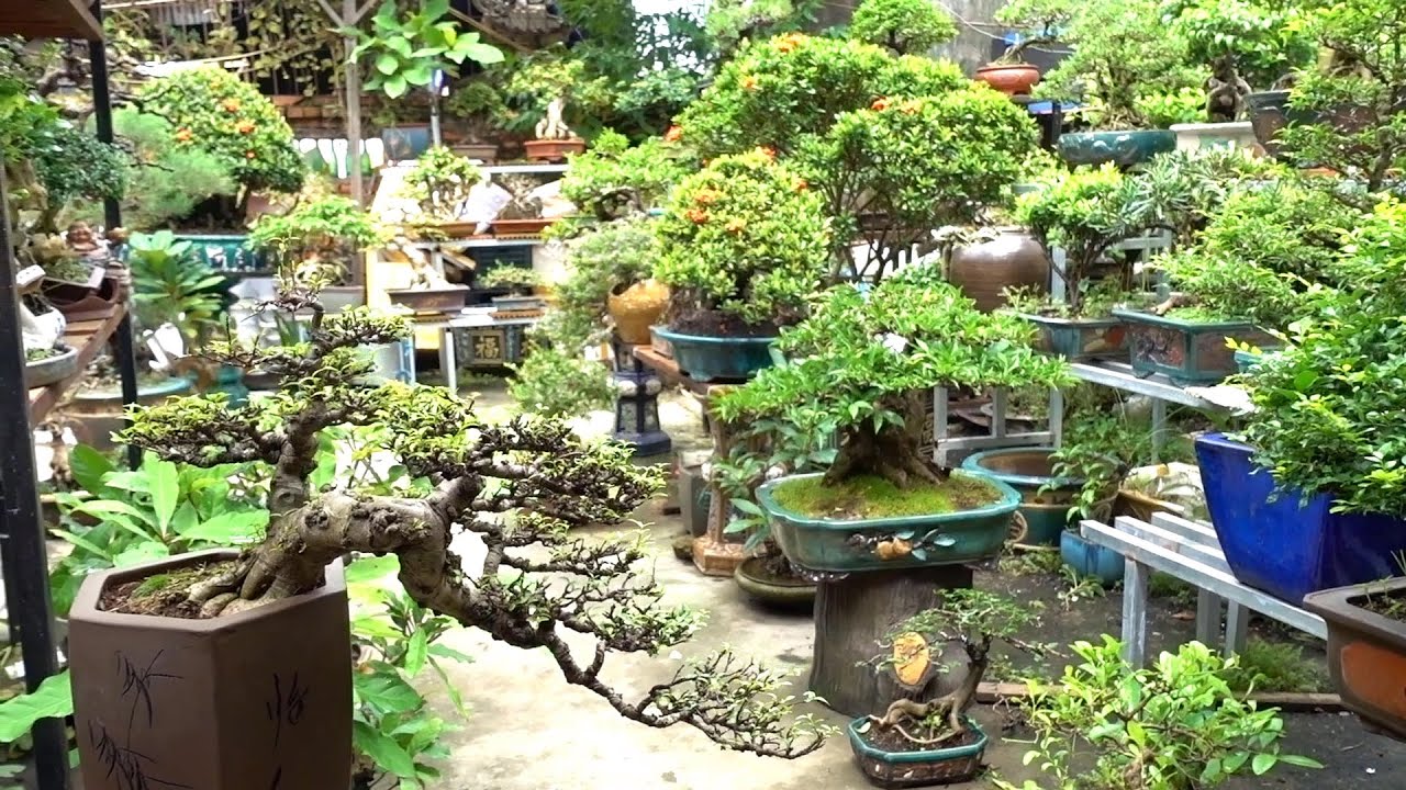 Tác phẩm đẹp không tỳ vết và những cây đồng giá chưa đến 1 triệu - beautiful bonsai trees