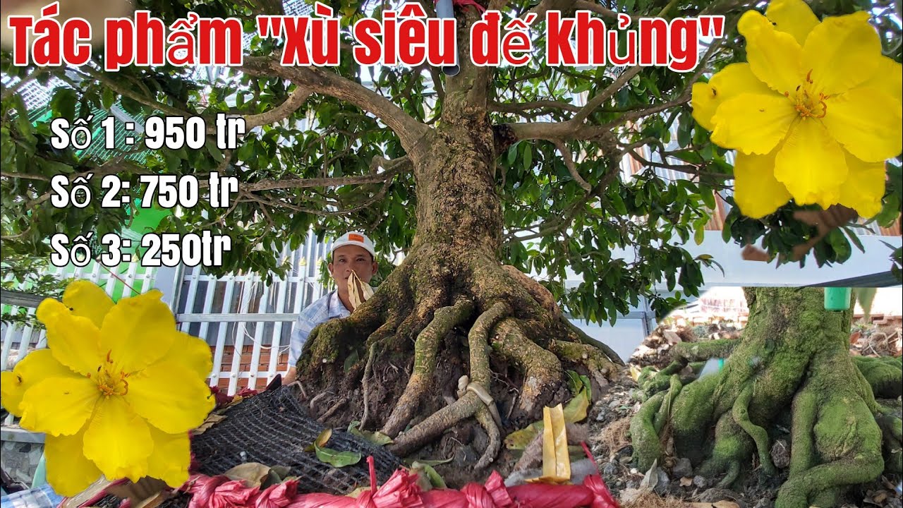 Tác phẩm" siêu đẹp Xù đế khủng" chào xuân 2021 gặp A Mãi 0919467666 .