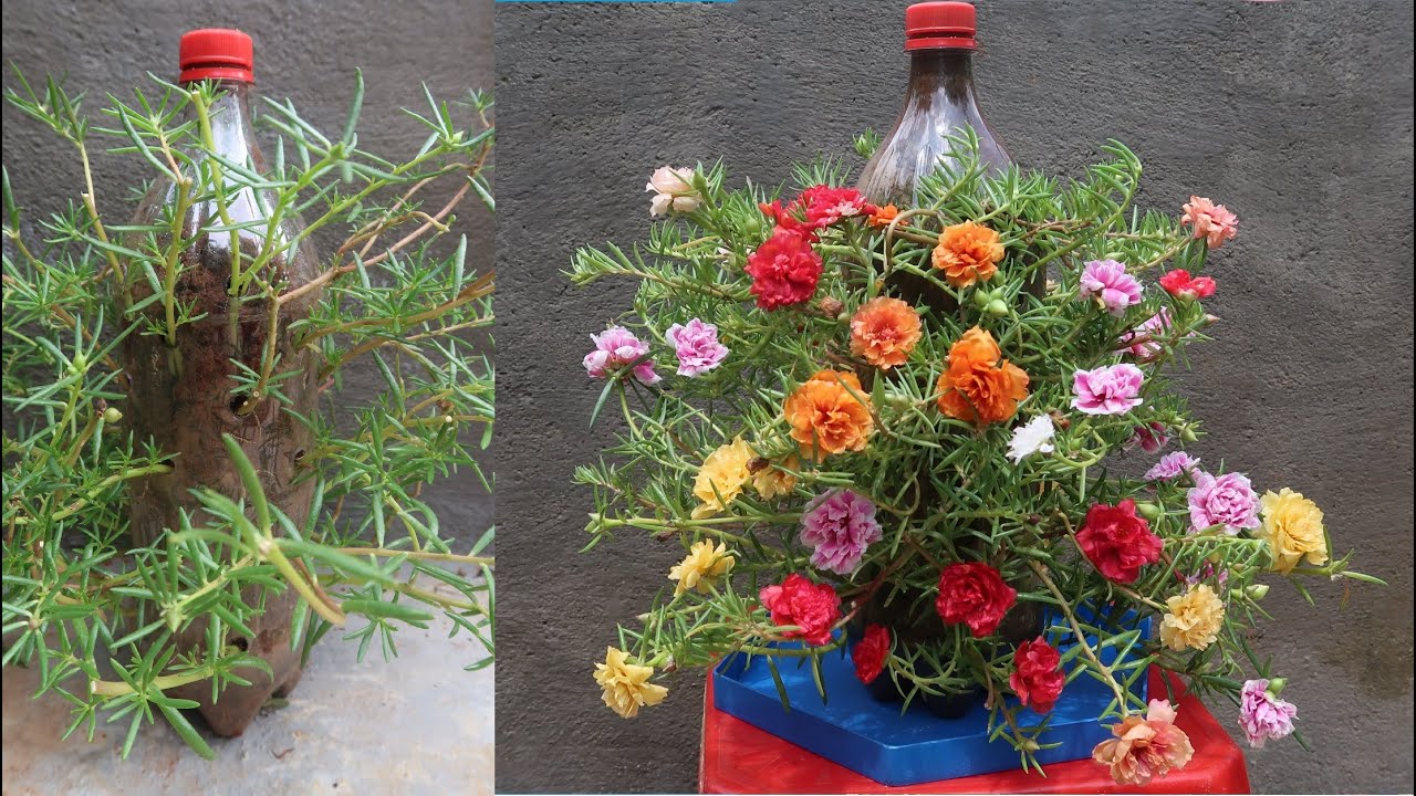 Tận dụng chai nhựa trồng hoa mười giờ đẹp ngây ngất - Grow moss rose in bottle