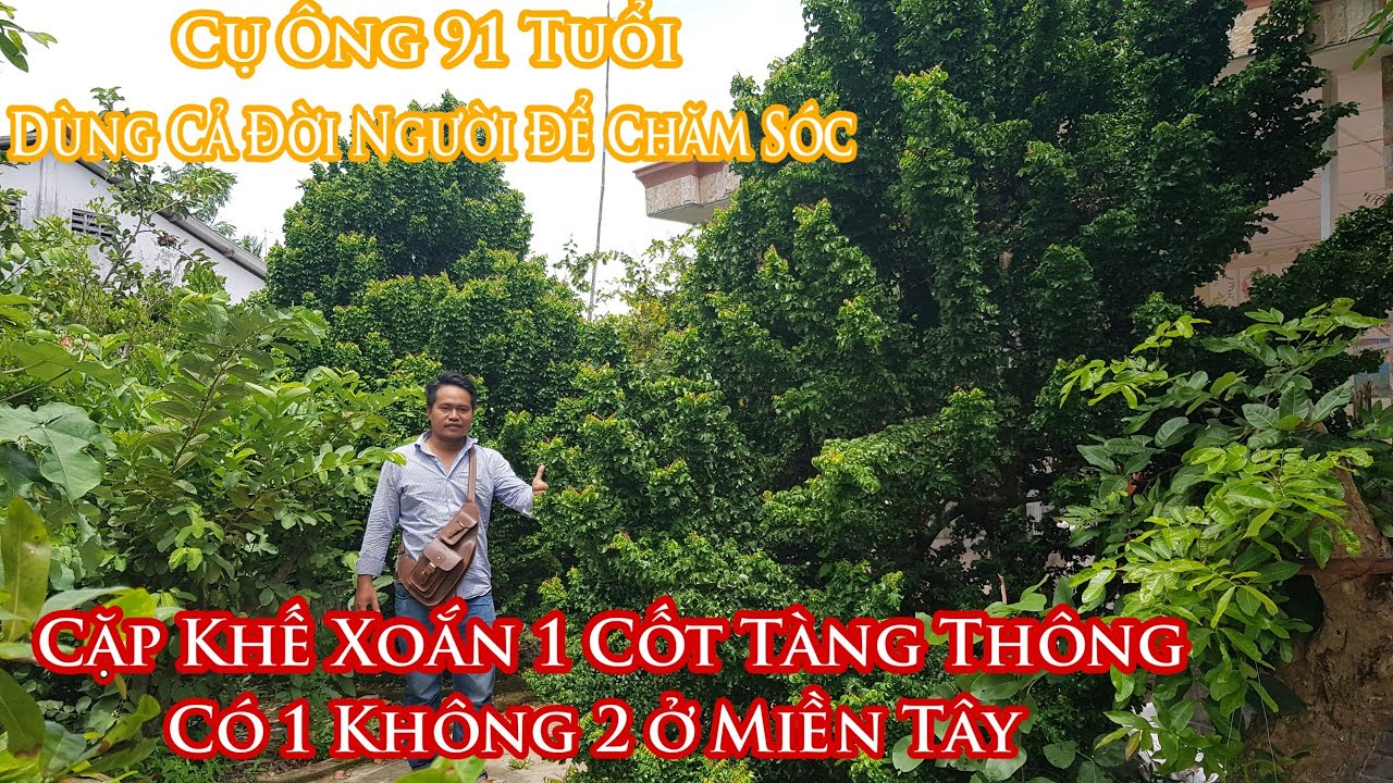 Tận mắt xem "GỐC KHẾ XOẮN" có 1 không 2 của cụ ông 91 ở MIền Tây 0932790199