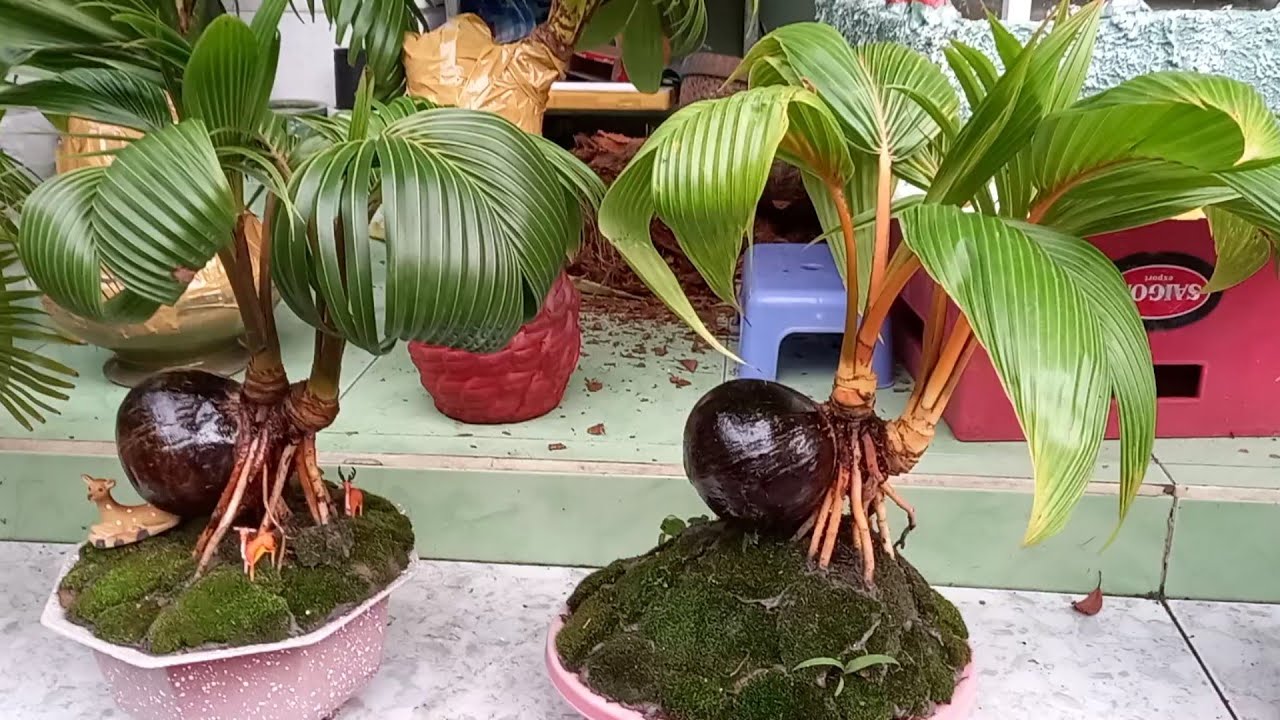 Tết nên chưng gì cho mai mắn, tài lộc vào đầy nhà ? / Coconut bonsai /Bonsai kelapa