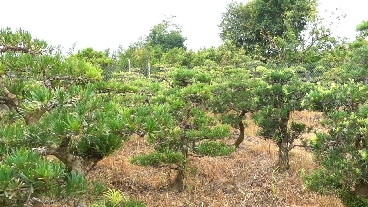 Tham khảo giá cây bông tán mịn ở khu vườn thứ tư của anh Thủy - Price of pine bonsai in the garden