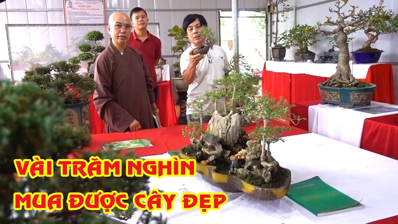 Tham khảo giá cây và tiểu cảnh, bất ngờ sự hiểu biết về cây cảnh của sư thầy - beautiful bonsai