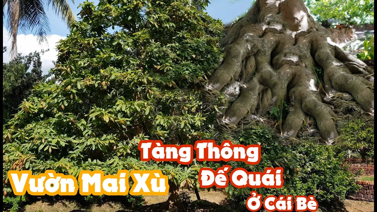 Tham quan vườn mai khủng đế đẹp tàng thông của anh Đức Cái Bè 0917497799