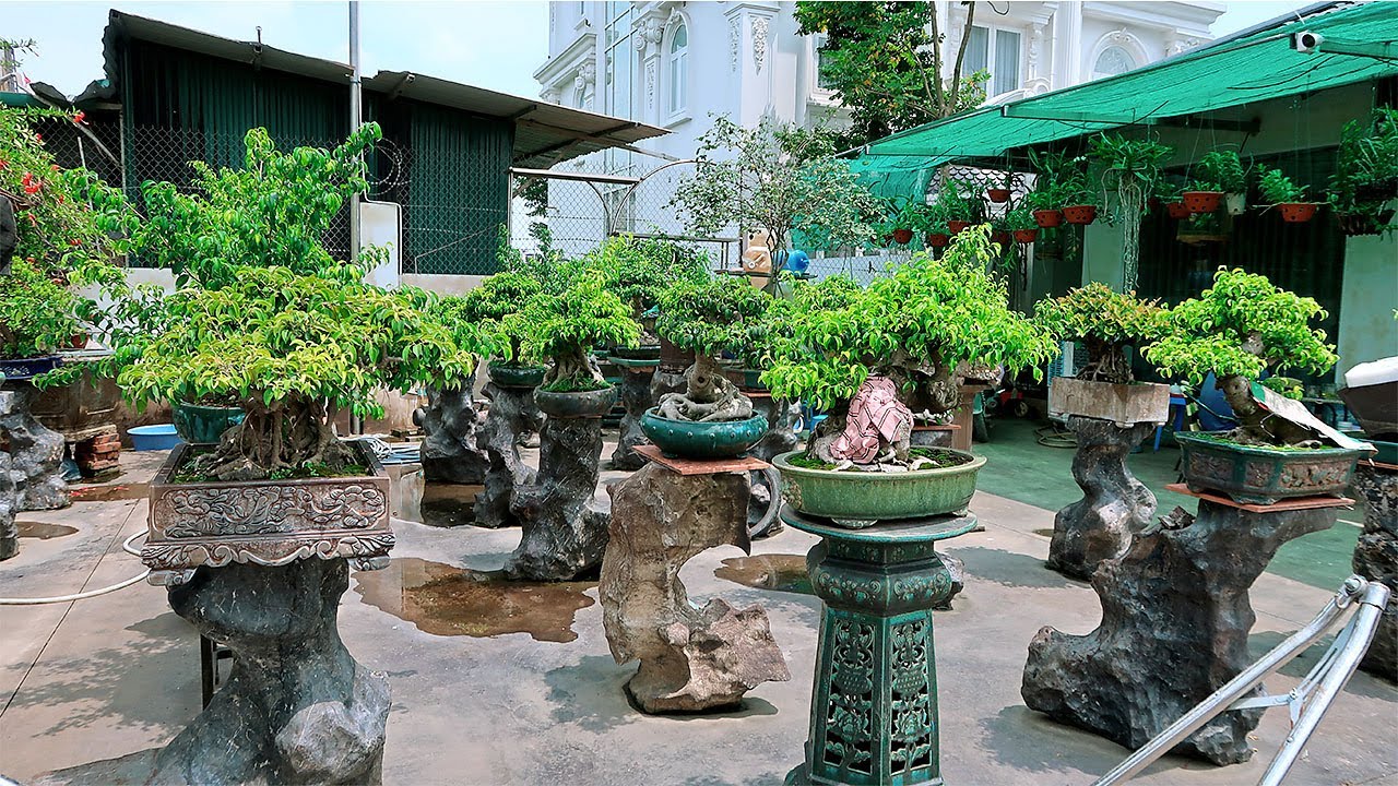 Thăm vườn Bonsai đỉnh cao ở Ninh Hiệp, Gia Lâm, Hà Nội