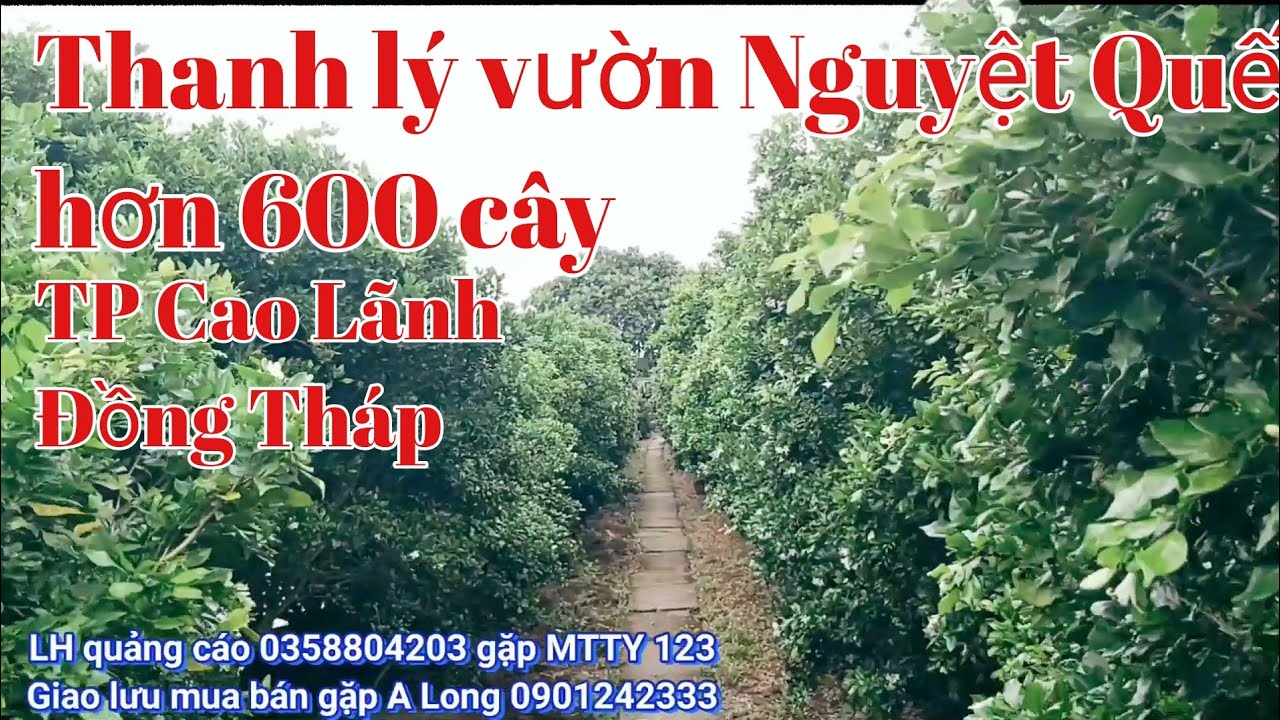 Thanh lý  vườn Nguyệt Quế khoảng 600 cây tại TT Cao Lãnh gặp A Long 0901242333