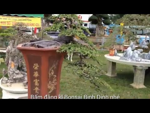 The bonsai art culmination camp  - Bonsai Binh Dinh