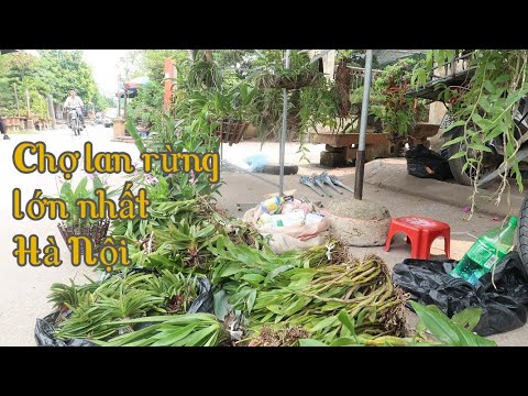 Thủ phủ lan rừng Hà Nội - Bỏ ra vài chục ngàn đã có giò lan khủng