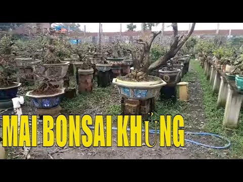 Tiếp  tục những cây Mai đẹp trong vườn Mai Bình Định cực khủng - Bonsai Binh Dinh
