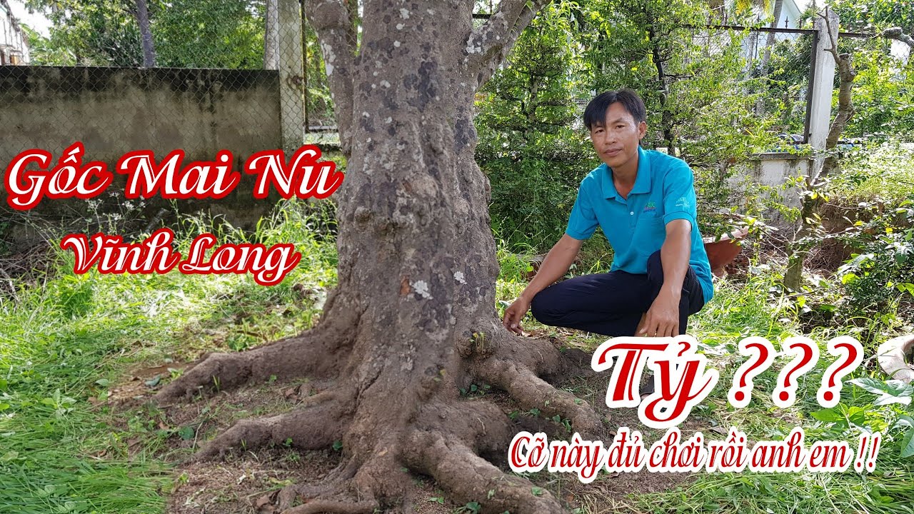 Tìm đến gốc "MAI NU CỌP" của anh Tuấn Vĩnh Long 0779990053