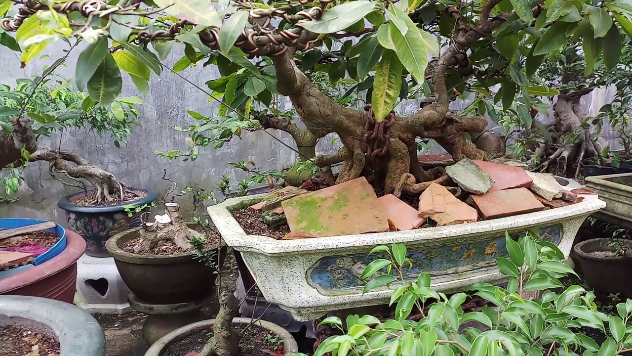 Tìm hiểu bonsai đẹp tại nhà vườn thiên ý quảng nam