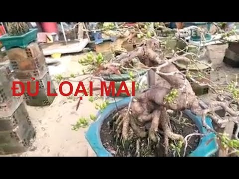 Tổng Hợp Mai Các Kiểu - Đủ Loại  - Bonsai Binh Dinh