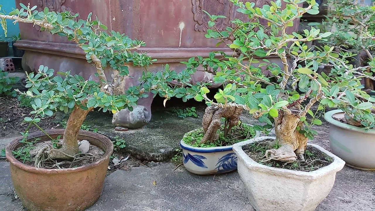 Tổng quan vườn mai và xanh bonsai đẹp.01282525488 chú thiên