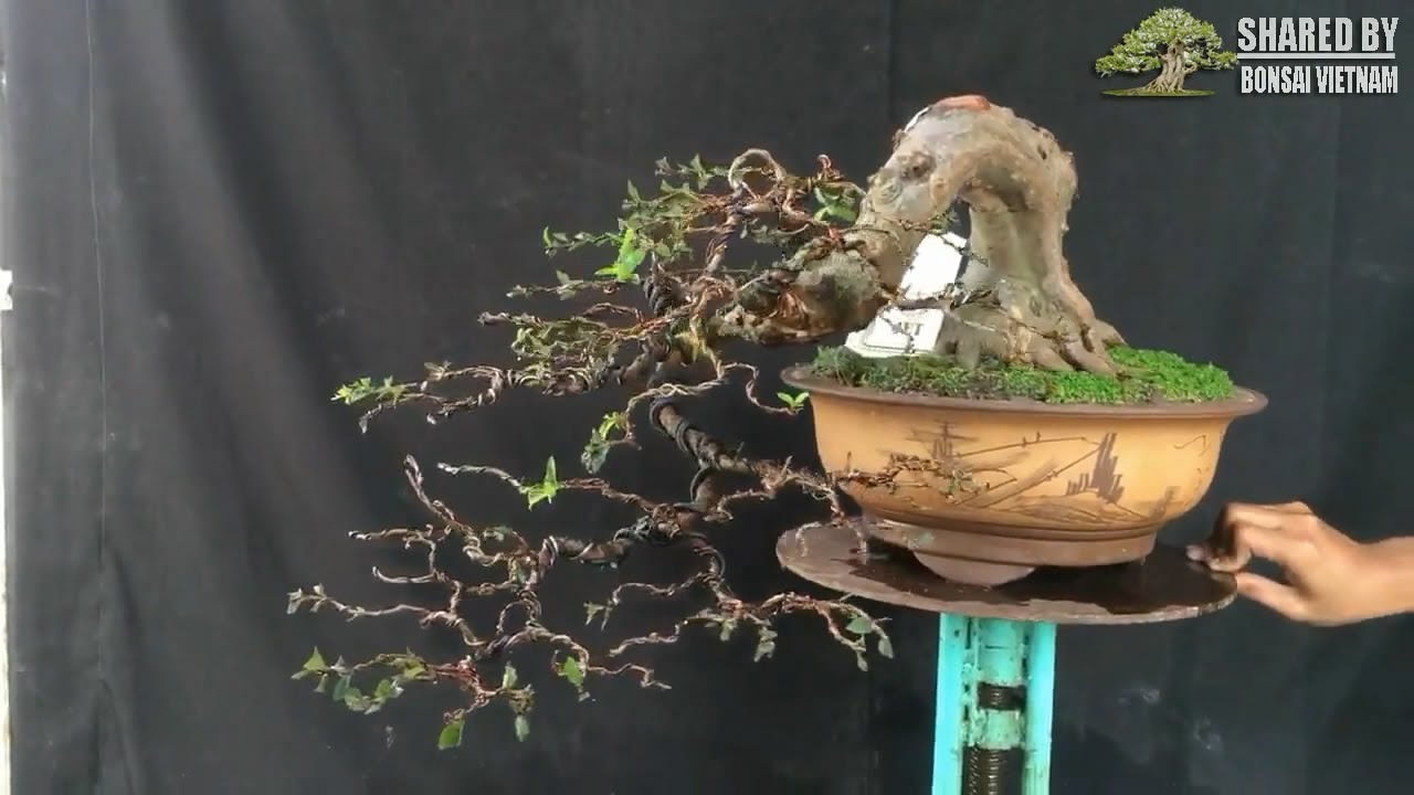 Top Bonsai đang giao lưu tháng 7 || Phần 1