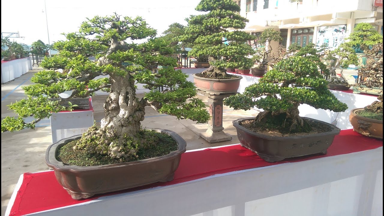 Triển lãm Bonsai Cây Cảnh Quy Nhơn 2018 - Phần 2 - Bonsai Binh Dinh